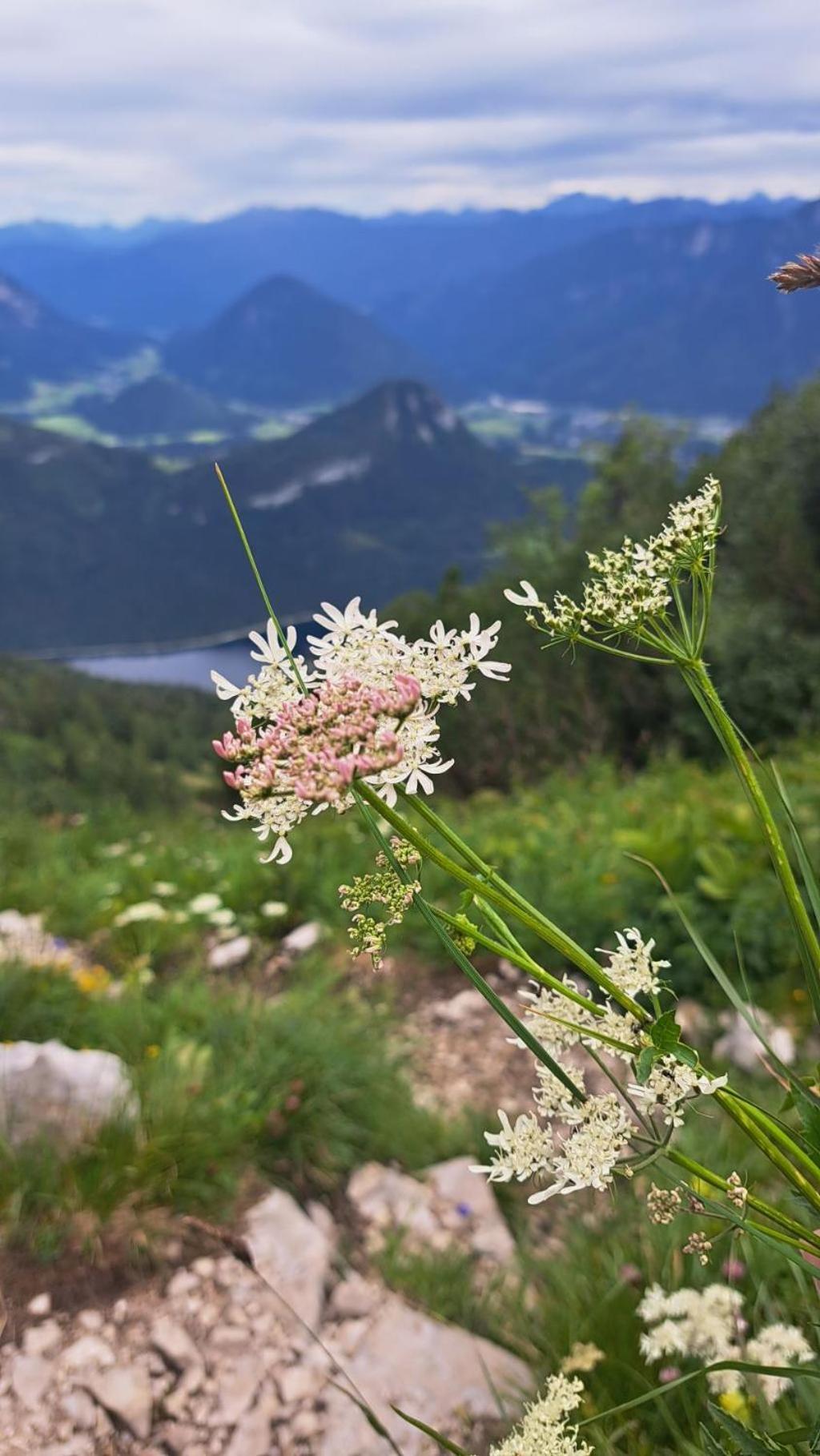 Ferienwohnung Angerer Bad Mitterndorf Esterno foto